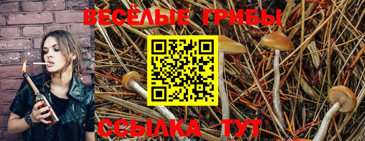 Галлюциногенные грибы Cubensis  Вход с VPN  Аксай 